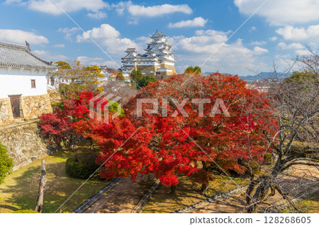 Autumn in Himeji, Hyogo Prefecture, World Heritage Site, National Treasure Himeji Castle and Autumn Leaves, Nishinomaru Autumn in Himeji, Hyogo Prefecture, World Heritage Site, National Treasure Himeji Castle and Autumn Leaves, Nishinomaru 128268605