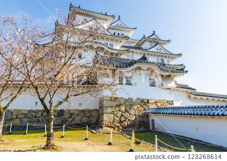 Autumn in Himeji, Hyogo Prefecture: World Heritage Site, National Treasure Himeji Castle and Autumn Cherry Blossoms Autumn in Himeji, Hyogo Prefecture: World Heritage Site, National Treasure Himeji Castle and Autumn Cherry Blossoms 128268614