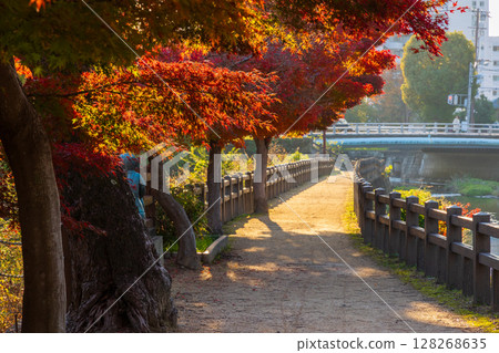 Autumn in Himeji, Hyogo Prefecture: World Heritage Site, National Treasure Himeji Castle and Autumn Leaves, Senhime Path Autumn in Himeji, Hyogo Prefecture: World Heritage Site, National Treasure Himeji Castle and Autumn Leaves, Senhime Path 128268635