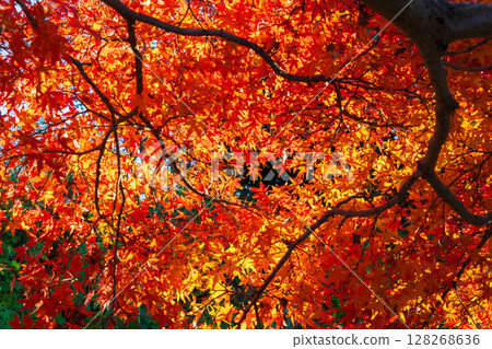 Autumn in Himeji, Hyogo Prefecture: World Heritage Site, National Treasure Himeji Castle and Autumn Foliage Autumn in Himeji, Hyogo Prefecture: World Heritage Site, National Treasure Himeji Castle and Autumn Foliage 128268636