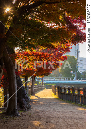 Autumn in Himeji, Hyogo Prefecture: World Heritage Site, National Treasure Himeji Castle and Autumn Leaves, Senhime Path Autumn in Himeji, Hyogo Prefecture: World Heritage Site, National Treasure Himeji Castle and Autumn Leaves, Senhime Path 128268637
