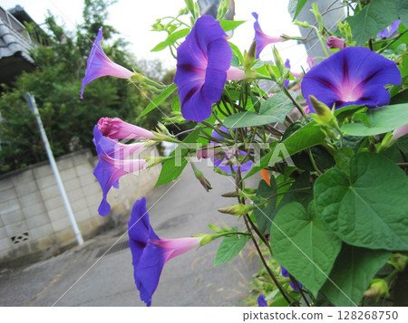 深紫色牽牛花 128268750