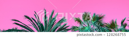 tops of the palm trees against a pink background. Leaves of tall palm trees. Horizontal banner 128268755