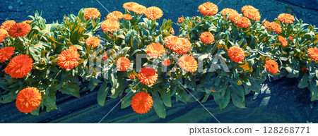 Flowering calendula flowers on a sunny day. Floral nature background. Horizontal banner Flowering calendula flowers on a sunny day. Floral nature background. Horizontal banner 128268771