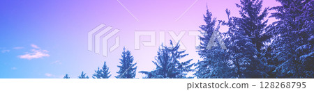 Snow-covered spruce trees on the mountainside during sunrise in winter. Horizontal banner 128268795