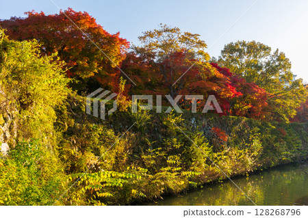 Autumn in Himeji, Hyogo Prefecture: World Heritage Site, National Treasure Himeji Castle and Autumn Foliage 128268796