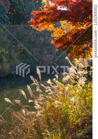 兵庫縣姬路的秋天：世界遺產、國寶姬路城和紅葉 128268802