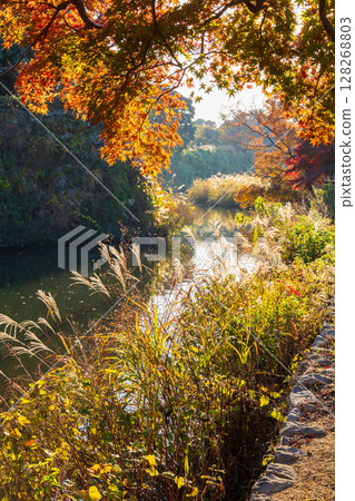Autumn in Himeji, Hyogo Prefecture: World Heritage Site, National Treasure Himeji Castle and Autumn Foliage 128268803