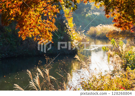 Autumn in Himeji, Hyogo Prefecture: World Heritage Site, National Treasure Himeji Castle and Autumn Foliage 128268804