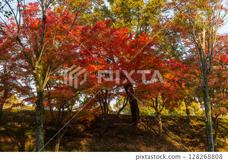 兵庫縣姬路的秋天：世界遺產、國寶姬路城、姬山公園的紅葉 128268808