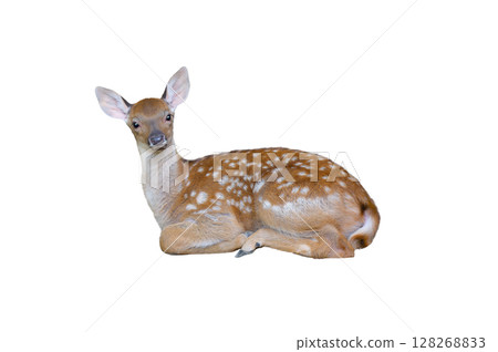 baby european fallow deer isolated on a white background 128268833