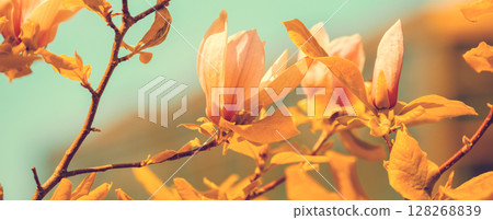 Blossoming magnolia flowers. Springtime. Natural  flowers background Horizontal banner 128268839