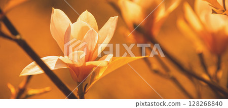 Blossoming magnolia flowers. Springtime. Natural vintage flowers background 128268840