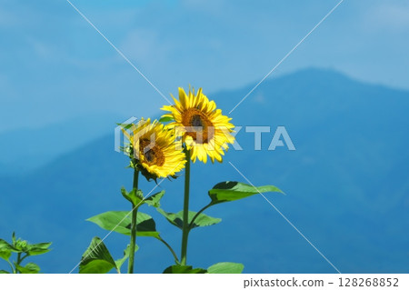 Sunflowers blooming with Mt. Daisen in the background Sunflowers blooming with Mt. Daisen in the background 128268852