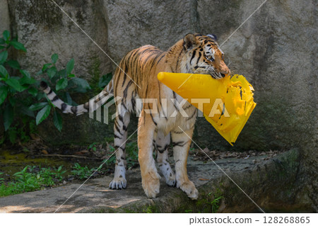 Tiger holding a traffic cone Tiger holding a traffic cone 128268865