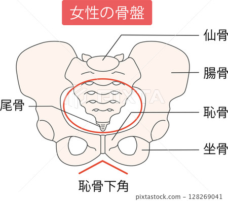Female pelvis 128269041