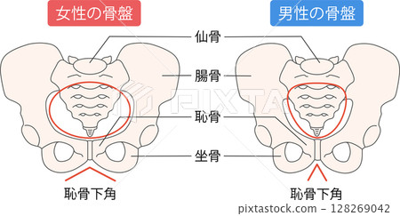 男性和女性骨盆 128269042