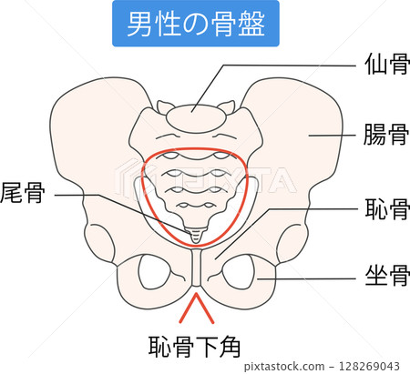 Male pelvis 128269043