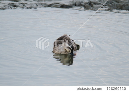 荒尾市港野生鳥類, 荒尾市港野生鳥類, 128269510