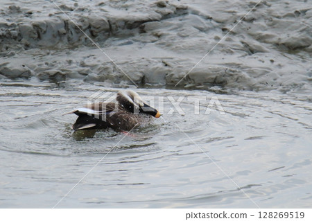 荒尾市港野生鳥類, 荒尾市港野生鳥類, 128269519
