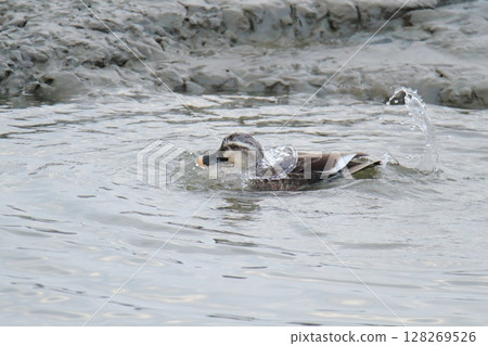 荒尾市港野生鳥類， 128269526