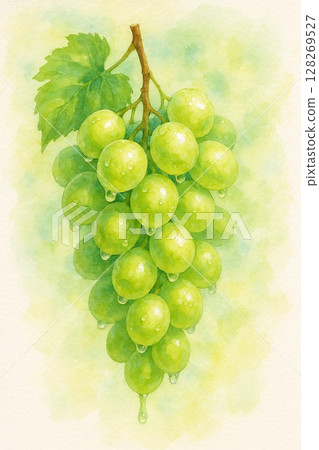 透明光澤麝香葡萄串水彩畫 128269527