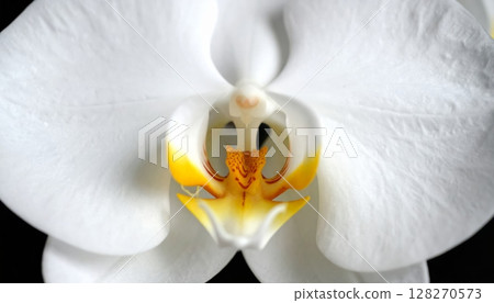 Close-up white orchid flower on a black background 128270573