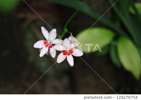 A close-up view of a flower of the pale pink petals of the Hermitage A close-up view of a flower of the pale pink petals of the Hermitage 128270758