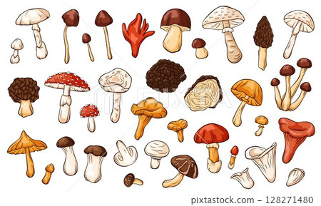 Collection of various colorful mushroom illustration isolated on white background including edible and wild fungi in cartoon style. Perfect for food forest nature, biology and botanical design concept Collection of various colorful mushroom illustration isolated on white background including edible and wild fungi in cartoon style. Perfect for food forest nature, biology and botanical design concept 128271480