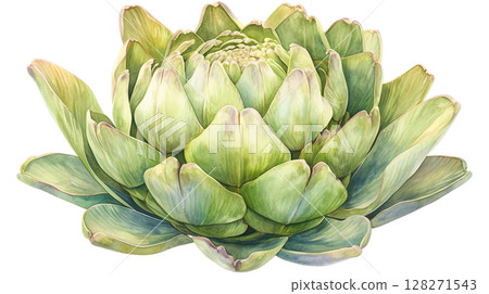 Artichoke watercolor illustration on transparent background (png) 128271543