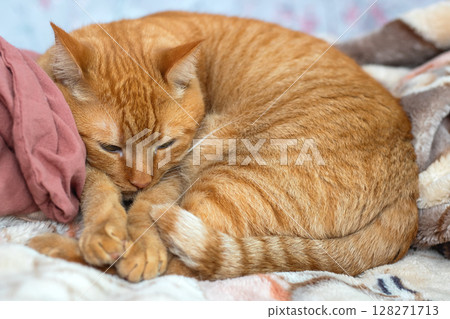 A fluffy cat is peacefully sleeping on a cozy bed with a soft pink blanket A fluffy cat is peacefully sleeping on a cozy bed with a soft pink blanket 128271713