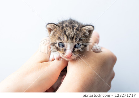 A person is gently holding a small, fluffy kitten in their hands A person is gently holding a small, fluffy kitten in their hands 128271717