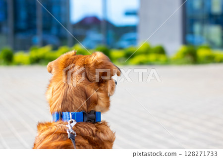 A small brown dog with a blue collar sits on the sidewalk A small brown dog with a blue collar sits on the sidewalk 128271733
