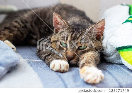 A furry cat with striking green eyes is comfortably laying on a bed A furry cat with striking green eyes is comfortably laying on a bed 128271749