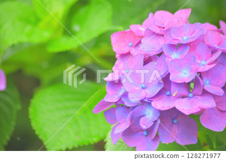 hydrangea hydrangea 128271977