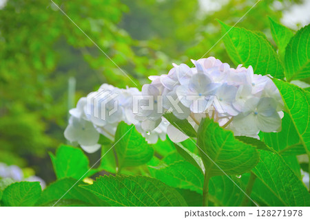 White hydrangea White hydrangea 128271978