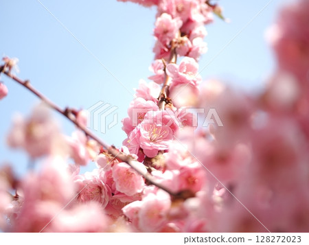 Red-bloom in full bloom 128272023