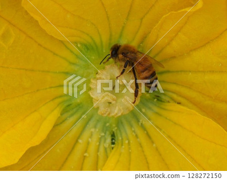 A honeybee on a winter melon stamen (close-up of the center of a winter melon flower and a honeybee) A honeybee on a winter melon stamen (close-up of the center of a winter melon flower and a honeybee) 128272150