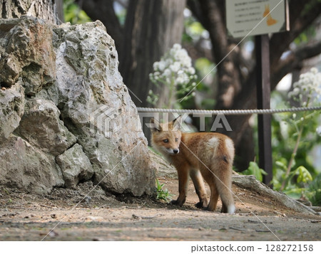 Innocent baby fox Innocent baby fox 128272158