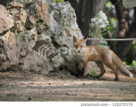 Innocent baby fox Innocent baby fox 128272159