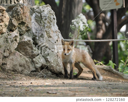 Innocent baby fox Innocent baby fox 128272160