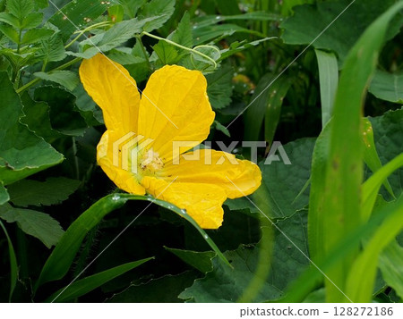 黃冬瓜花(雄冬瓜花帶紅螞蟻) 黃冬瓜花(雄冬瓜花帶紅螞蟻) 128272186