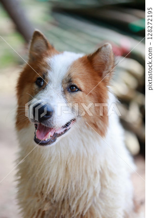 A loyal and cheerful Thai Bangkaew dog with fluffy white and brown fur. A loyal and cheerful Thai Bangkaew dog with fluffy white and brown fur. 128272195