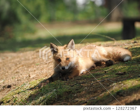 無辜的小狐狸 無辜的小狐狸 128272367