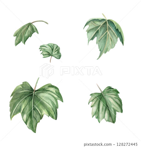 Set of individual grape leaves. Isolated watercolor illustration in realistic style for wine shop design, bottle labels, bar menu, printing on clothes and posters. 128272445