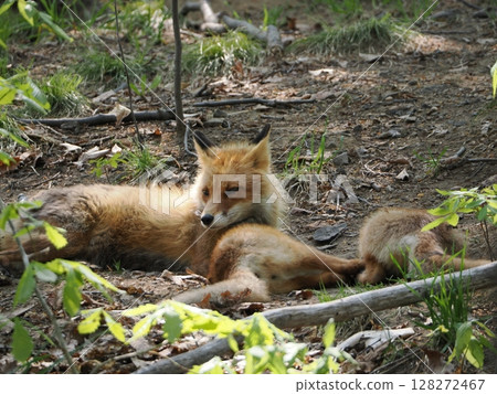 親子的Kita狐狸 親子的Kita狐狸 128272467