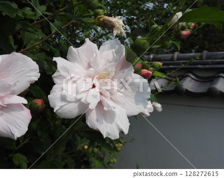 Double-flowered "Rose of Sharon" flowers 128272615