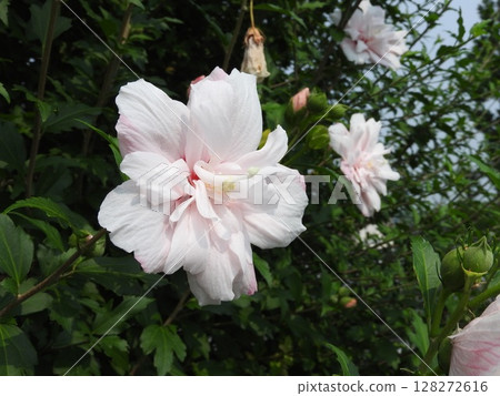 Double-flowered "Rose of Sharon" flowers 128272616