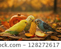 Budgerigars eating autumn delicacies 128272617
