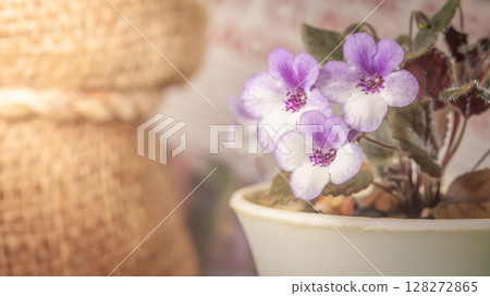 Nature background image. Close-up of flower and Vintage tone color scheme. flowers of sinningia tree. Selective focal and Space on the side for text entry. Nature background image. Close-up of flower and Vintage tone color scheme. flowers of sinningia tree. Selective focal and Space on the side for text entry. 128272865